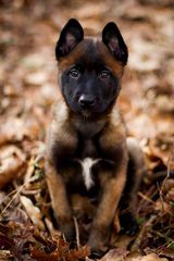 Malinoua k9-thumb-9