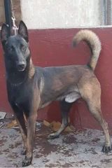Malinoua k9-thumb-10