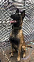 Malinoua k9-thumb-11