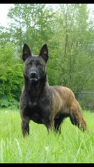 Malinoua k9-thumb-12