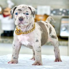Pitbull American bully xl exotic