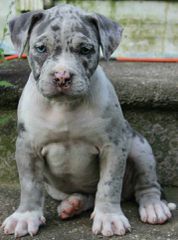 Pitbull American bully xl exotic-thumb-1