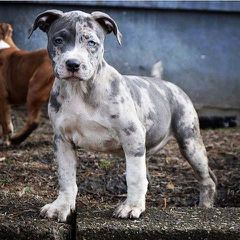 Pitbull American bully xl exotic-thumb-2