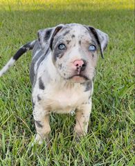 Pitbull American bully xl exotic-thumb-4