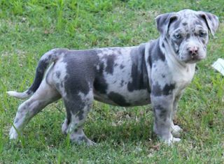 Pitbull American bully xl exotic-thumb-5