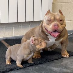 Pitbull American bully pocket με pedigree