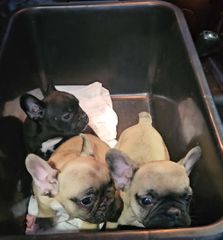 γαλλικό μπουλντόγκ french bulldog