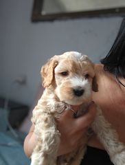Μαλτιπού - Maltipoo