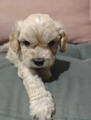 Μαλτιπού - Maltipoo-thumb-1