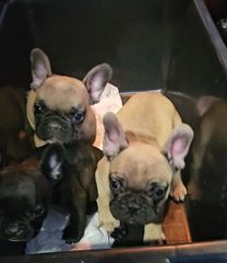 γαλλικό μπουλντόγκ french bulldog