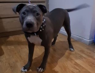 Pitbull 5 μηνων θηλυκό 400ε-thumb-2