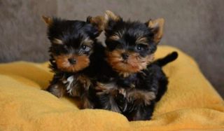 Γιορκσάιρ Τεριέ - Yorkshire Terrier