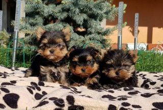 Γιορκσάιρ Τεριέ - Yorkshire Terrier
