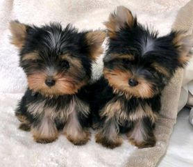Γιορκσάιρ Τεριέ - Yorkshire Terrier
