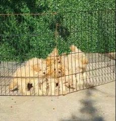 Μαλτιπού - Maltipoo