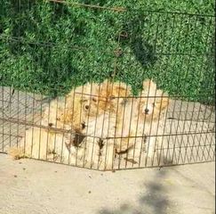 Μαλτιπού - Maltipoo-thumb-1