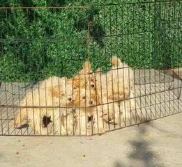 Μαλτιπού - Maltipoo