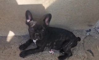 Γαλλικό μπουλντόγκ - French bulldog