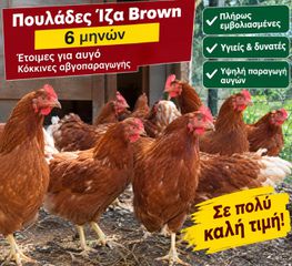 Πουλαδες-thumb-6