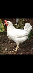 Πουλαδες-thumb-17
