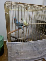 Ringneck Ζευγάρι-thumb-1