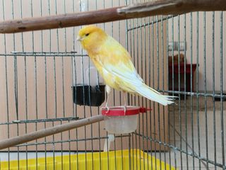 Yorkshire canary-thumb-1