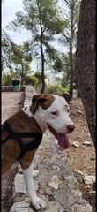 Pit bull
