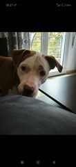 Pit bull-thumb-1