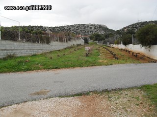 Πωλείται οικόπεδο εντός  σχεδίου πόλεως 1.118 τ.μ. με δρόμο... Περιοχή: Αγίας Μαρίνας Κορωπίου Αττικής. 