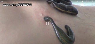 Ιατρικές Βδέλλες-thumb-17
