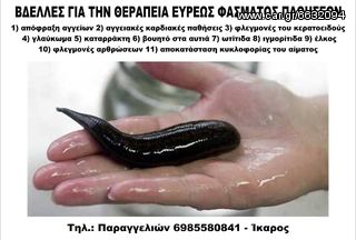 Ιατρικές Βδέλλες-thumb-1