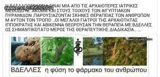 Ιατρικές Βδέλλες-thumb-14