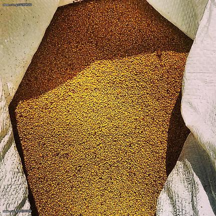 ΗΛΙΟΣΠΟΡΟΣ  ΚΟΛΟΚΥΘΟΣΠΟΡΟΣ [ΟΛΑ ΤΑ ΜΕΓΕΘH] ΤΡΙΦΥΛΛΟΣΠΟΡΟΣ ΟΣΠΡΙΑ-thumb-16