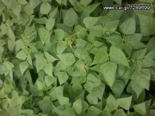 ΗΛΙΟΣΠΟΡΟΣ  ΚΟΛΟΚΥΘΟΣΠΟΡΟΣ [ΟΛΑ ΤΑ ΜΕΓΕΘH] ΤΡΙΦΥΛΛΟΣΠΟΡΟΣ ΟΣΠΡΙΑ-thumb-25