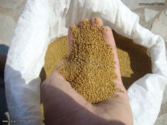 ΗΛΙΟΣΠΟΡΟΣ  ΚΟΛΟΚΥΘΟΣΠΟΡΟΣ [ΟΛΑ ΤΑ ΜΕΓΕΘH] ΤΡΙΦΥΛΛΟΣΠΟΡΟΣ ΟΣΠΡΙΑ-thumb-17