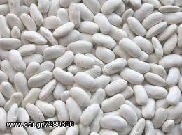 ΗΛΙΟΣΠΟΡΟΣ  ΚΟΛΟΚΥΘΟΣΠΟΡΟΣ [ΟΛΑ ΤΑ ΜΕΓΕΘH] ΤΡΙΦΥΛΛΟΣΠΟΡΟΣ ΟΣΠΡΙΑ-thumb-18