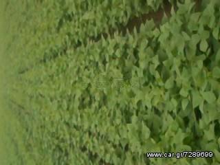 ΗΛΙΟΣΠΟΡΟΣ  ΚΟΛΟΚΥΘΟΣΠΟΡΟΣ [ΟΛΑ ΤΑ ΜΕΓΕΘH] ΤΡΙΦΥΛΛΟΣΠΟΡΟΣ ΟΣΠΡΙΑ-thumb-19