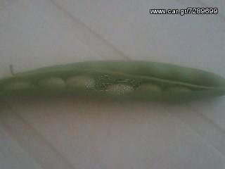 ΗΛΙΟΣΠΟΡΟΣ  ΚΟΛΟΚΥΘΟΣΠΟΡΟΣ [ΟΛΑ ΤΑ ΜΕΓΕΘH] ΤΡΙΦΥΛΛΟΣΠΟΡΟΣ ΟΣΠΡΙΑ-thumb-20