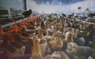 Πουλαδες αυγοπαραγωγης καθαροαιμες--Κοκορια-Κοτες