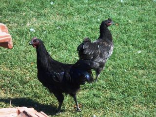 ΝΑΝΑΚΙΑ KOTEΣ KAI KOKOPAKIA.