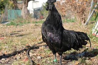 Ayam Cemani!AΥΓΑγια εκκόλαψη απο κοτες ελευθερας βοσκηςAYAM CEMANI-MPRAXMA-AROUAKANA-AYSTRALOP-BRESSE GAULOISE-PLYMOYTH ROCK-RED BRO-TsoukarΠερδικες